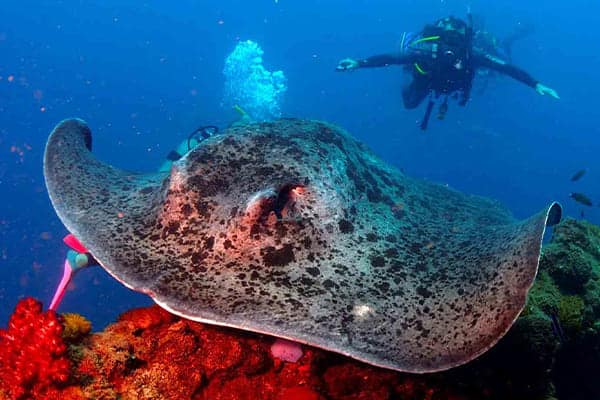 Diving-Safari-Bali-1