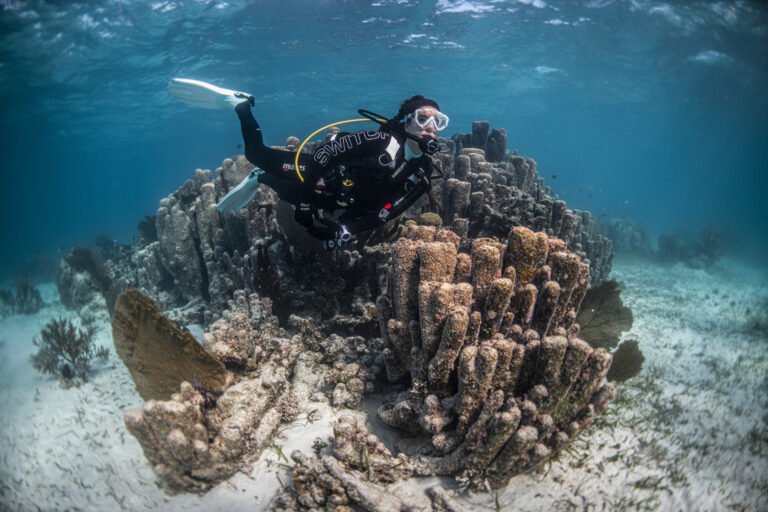 Dive Image (2)