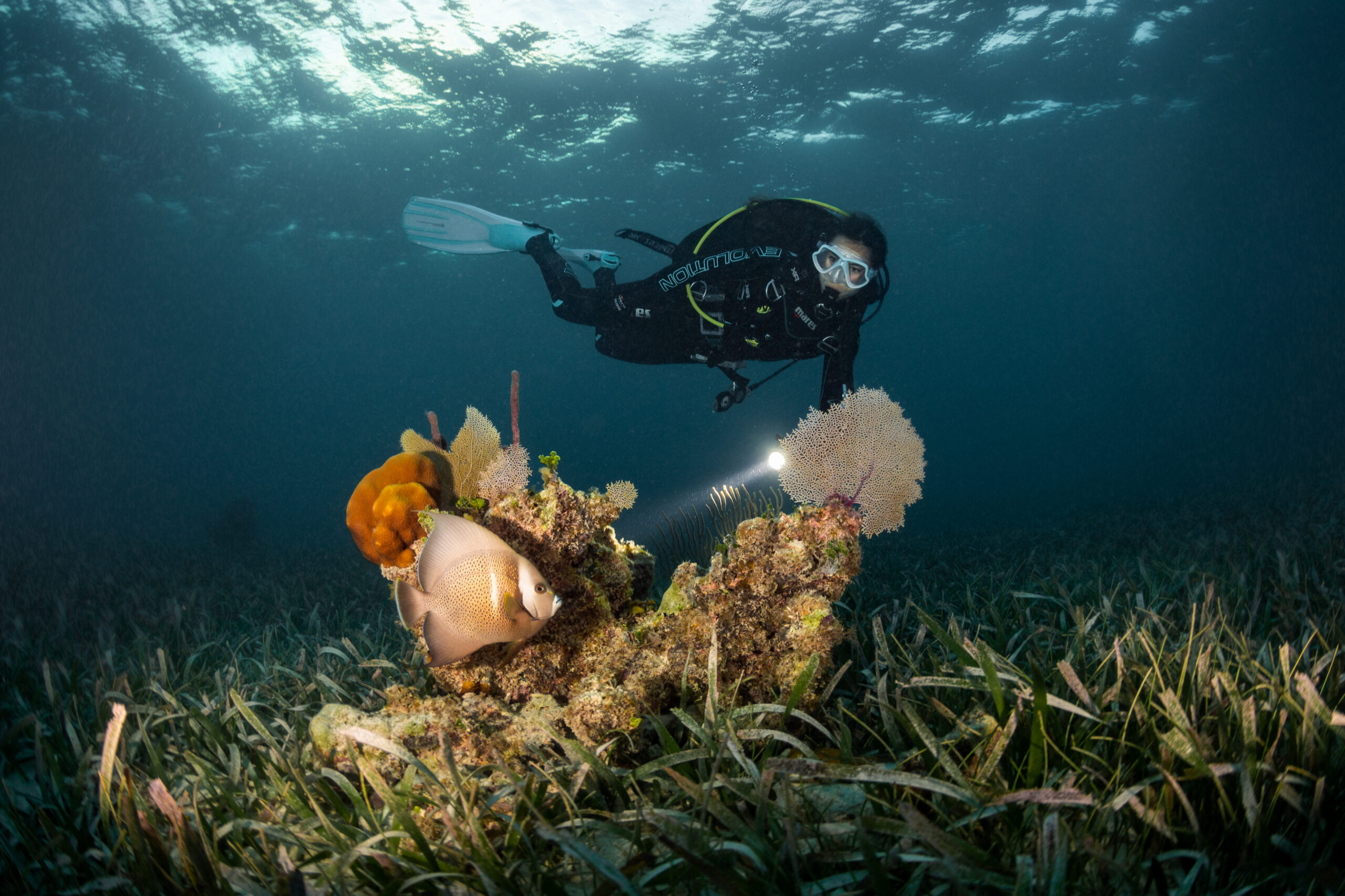 Dive Image (6)