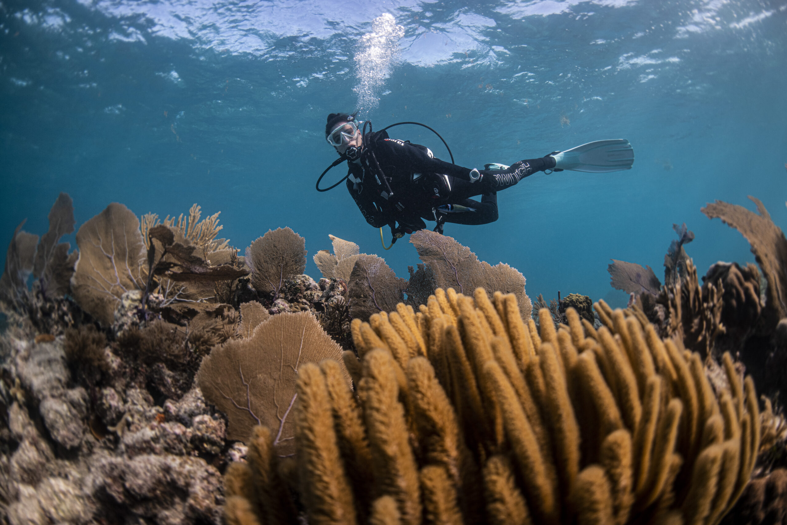 Dive Image (7)