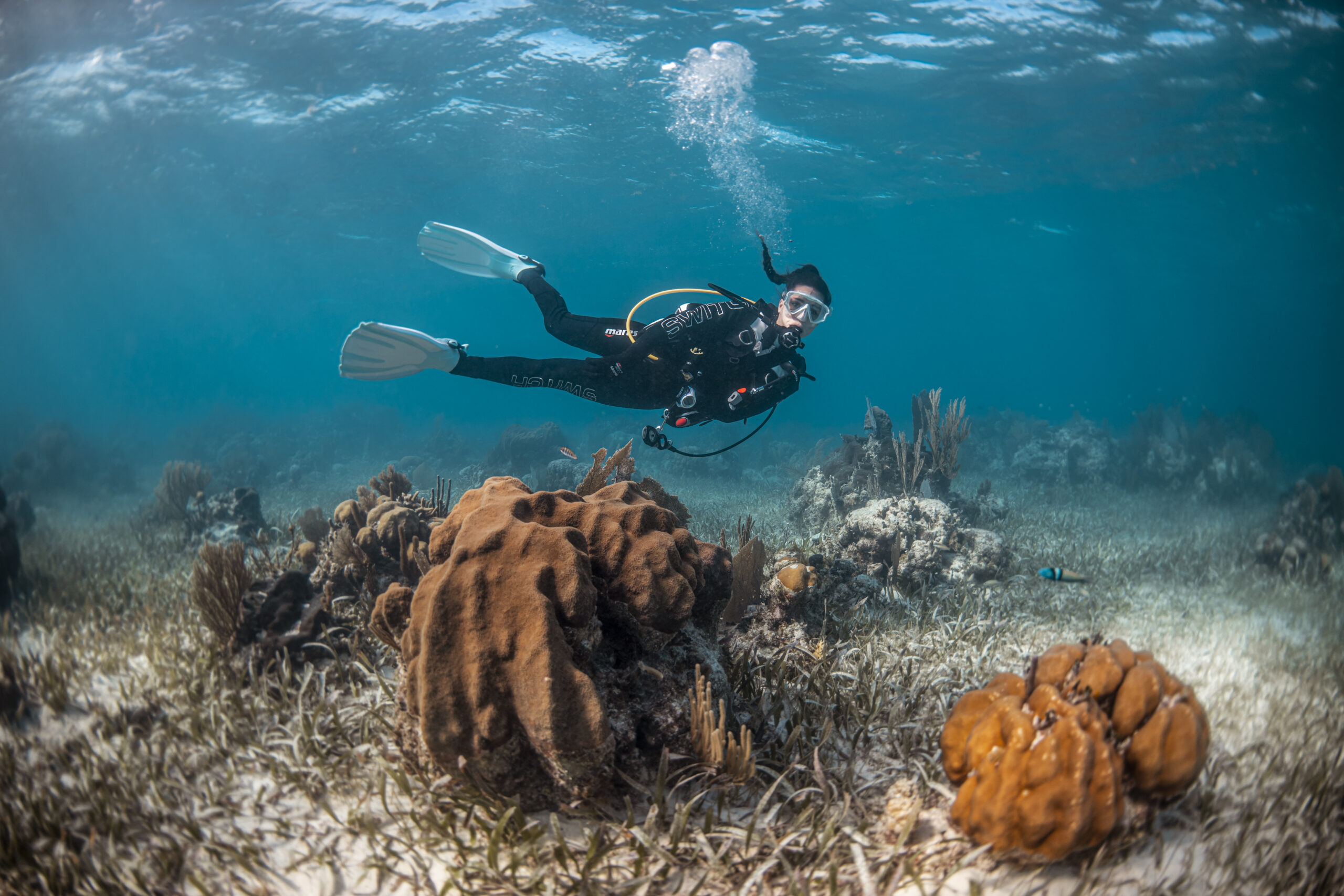 Dive Image (8)