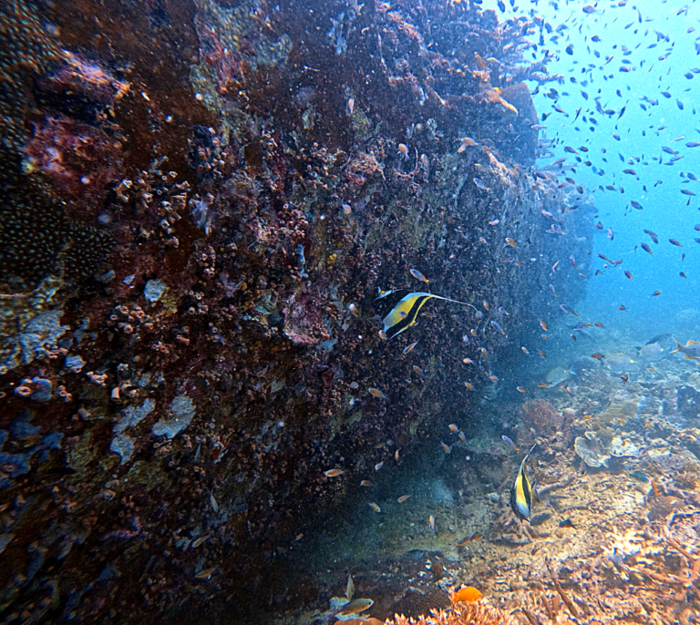 Karang Tohor