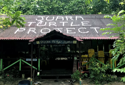 Photo by Juara Turtle Project: https://www.juaraturtleproject.com/
